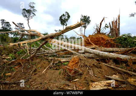 Foresta primaria distrutto da schiacciasassi, Guiana francese, aprile 2013. Foto Stock