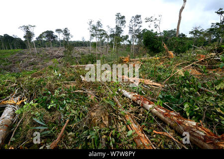 Foresta primaria distrutto da schiacciasassi, Guiana francese, aprile 2013. Foto Stock