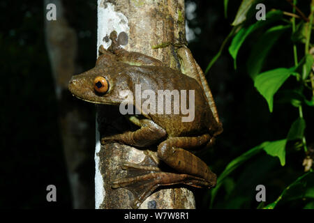 Rusty raganella (Hypsiboas boans) sul ramo, Guiana francese. Foto Stock