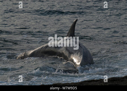 Orca (Orcinus orca) caccia, Penisola Valdez, Patagonia Argentina Foto Stock