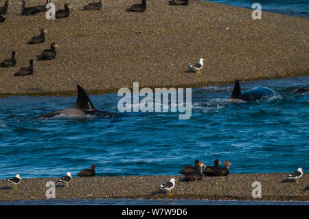 Orca (Orcinus orca) caccia elefanti marini, Caleta Valdez, Riserva Provinciale, Penisola Valdez, Chubut, Patagonia Argentina Foto Stock