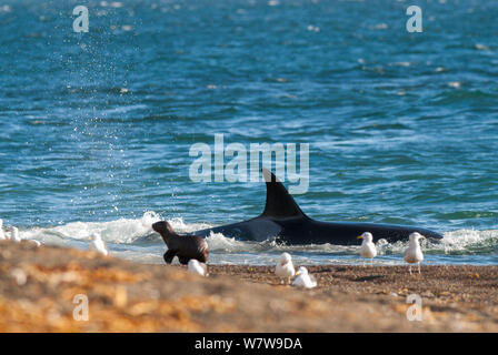 Orca (Orcinus orca) caccia Sea Lion cuccioli, Penisola Valdez, Patagonia Argentina Foto Stock