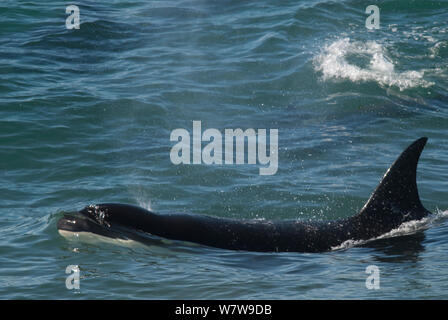 Orca (Orcinus orca) caccia, Penisola Valdez, Patagonia Argentina Foto Stock