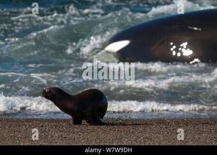 Orca (Orcinus orca) caccia Sea Lion cuccioli, Penisola Valdez, Patagonia Argentina Foto Stock