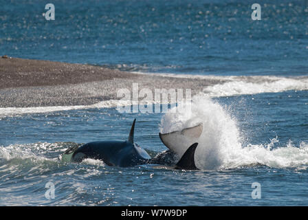 Orca (Orcinus orca) caccia, Penisola Valdez, Patagonia Argentina Foto Stock