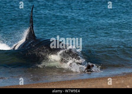 Orca (Orcinus orca) caccia Sea Lion cuccioli, Penisola Valdez, Patagonia Argentina Foto Stock