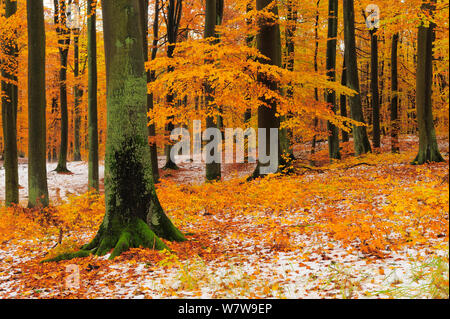 Europea di faggio (Fagus sylvatica) alberi con ultimo le foglie in autunno e la prima neve sul terreno. Serrahn, Muritz-National Park, Patrimonio Naturale dell'umanità, in Germania, in novembre. Foto Stock
