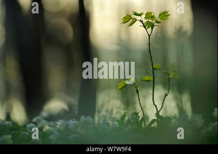 Acero Acer (sp) alberello crescente tra la fioritura di Anemoni di legno (Anemone nemorosa ,) nel bosco di faggio, Neubrandenburg, Germania, Aprile. Foto Stock