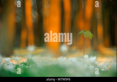 Acero Acer (sp) alberello crescente tra la fioritura di Anemoni di legno (Anemone nemorosa ,) nel bosco di faggio, Neubrandenburg, Germania, Aprile. Foto Stock