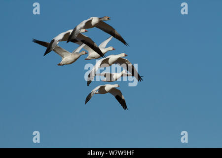 Le oche delle nevi (Chen caerulescens), sia il bianco e blu fase, nonché Ross' oche (Chen rossii) battenti Bosque del Apache, Nuovo Messico, Stati Uniti, gennaio. Foto Stock