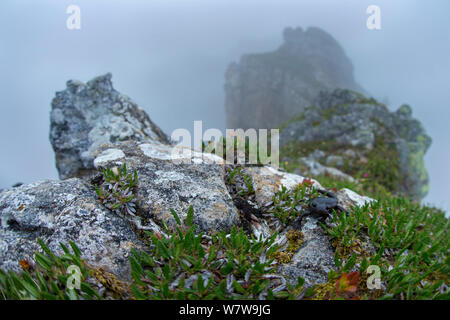 Alpine (Salamandra salamandra atra) in habitat misty, Alpi Bernesi, Svizzera, Luglio. Foto Stock