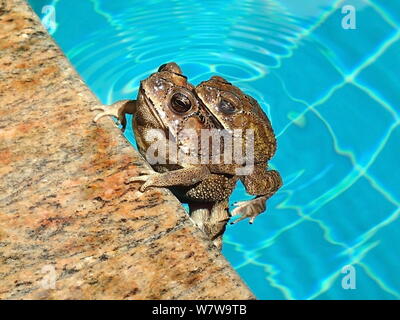 Coppia di asiatici rospi comuni, bufo melanostictus Foto Stock