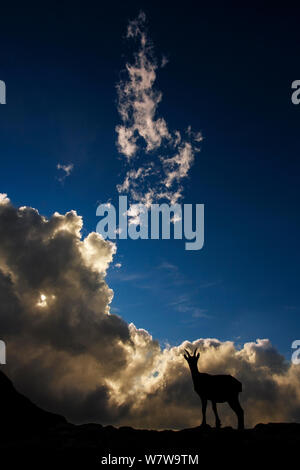 Stambecco delle Alpi (Capra ibex) stagliano contro il cielo nuvoloso, Alpi Bernesi, Svizzera, Agosto. Foto Stock