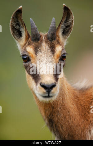 Il camoscio (Rupicapra rupicapra) Ritratto di giovane, montagne Vosges, Francia. Foto Stock