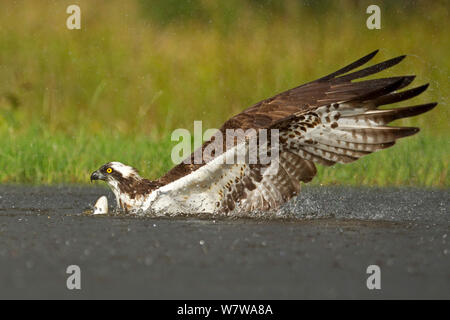 Falco pescatore (Pandion haliaetus) cattura di trote Rothiemurchus, Scozia Foto Stock