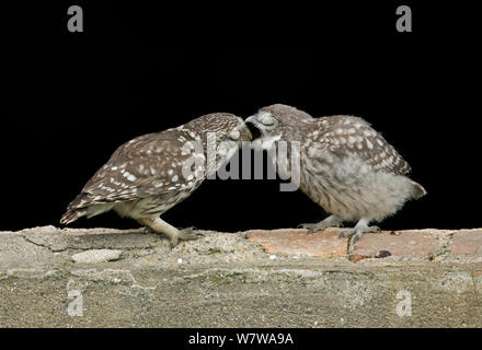 Civetta (Athene noctua) genitore alimentazione dei giovani, UK, Giugno. Foto Stock