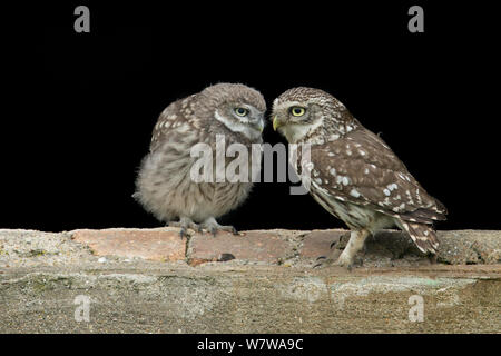 Civetta (Athene noctua) genitori e giovani, UK, Giugno. Foto Stock