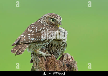 Civetta (Athene noctua) genitore con giovani, Regno Unito, maggio. Foto Stock