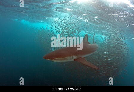 Dusky Shark (Carcharhinus obscurus) con avvolto su aletta, si nutrono di sardine shoal, East London, Sud Africa. Foto Stock