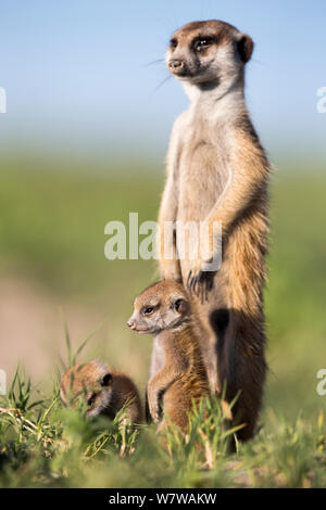 Meerkat (Suricata suricatta) del bambino con adulti avviso permanente sulle zampe posteriori. Makgadikgadi pentole, il Botswana. Foto Stock