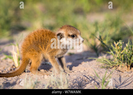 Meerkat (Suricata suricatta) baby, Makgadikgadi pentole, il Botswana. Foto Stock