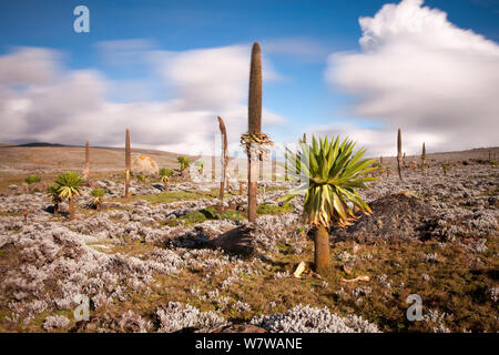 L'alta quota brughiere del Sanetti Plateau, con Giant lobelias (Lobelia rhyncopetalum) altopiani etiopi, Bale Mountains National Park, Etiopia, novembre 2011. Foto Stock