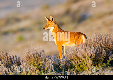 Etiope lupo (Canis simensis) si affaccia su un paesaggio glaciale poco, Bale Mountains National Park, etiope Highlands, Etiopia. Foto Stock