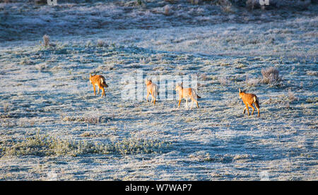 Etiope il lupo (Canis simensis) pattugliano il loro territorio su un gelido mattino, Bale Mountains National Park, Etiopia. Foto Stock