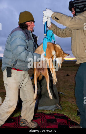 I ricercatori del lupo etiope programma di conservazione (EWCP) pesatura sedati etiope femmina Lupo (Canis simensis) Bale Mountains National Park, Etiopia. Foto Stock
