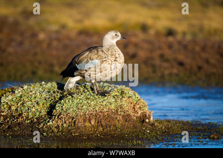 Blu-winged Goose (Cyanochen cyanoptera) Bale Mountains National Park, Etiopia. Foto Stock