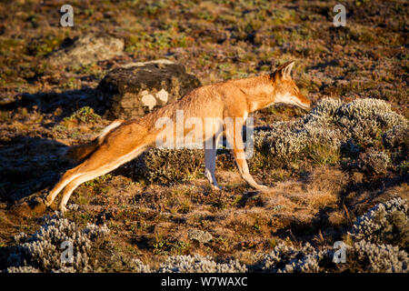 Sub-adulto etiope Lupo (Canis simensis) stretching, Bale Mountains National Park, Etiopia. Foto Stock