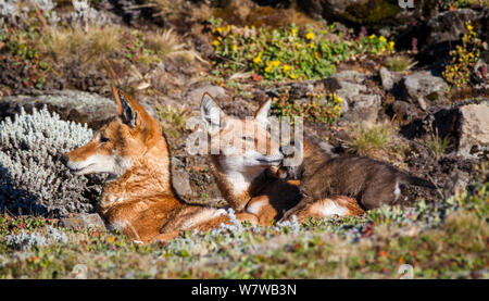 Etiope Lupo (Canis simensis) famiglia con gara momento tra madre e pup, Bale Mountains National Park, Etiopia. Foto Stock