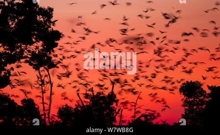 Massa di colore paglierino frutta bat (Eidolon helvum) in volo all'alba, Kasanka National Park, Zambia. Foto Stock
