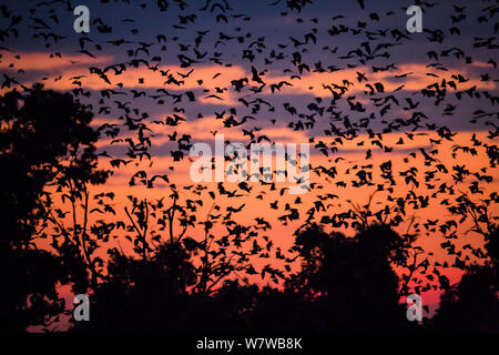 Massa di colore paglierino frutta bat (Eidolon helvum) in volo all'alba, Kasanka National Park, Zambia. Foto Stock