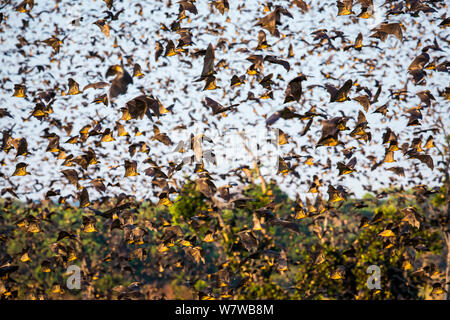 Massa di colore paglierino frutta bat (Eidolon helvum) in volo, Kasanka National Park, Zambia. Foto Stock
