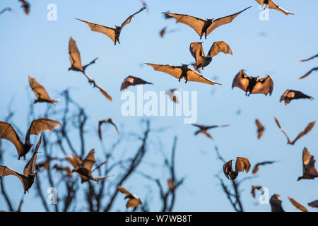 Massa di colore paglierino frutta bat (Eidolon helvum) in volo, Kasanka National Park, Zambia. Foto Stock