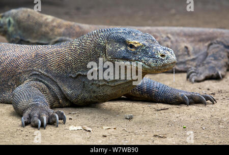 Drago di Komodo (Varanus komodoensis) con la saliva fuoriesce dalla bocca, la saliva contiene batteri virulenti che infetta le ferite. Parco Nazionale di Komodo, Rinca Isola, Indonesia. Foto Stock