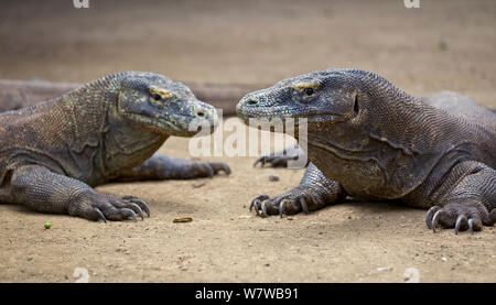 I draghi di Komodo (Varanus komodoensis) Rinca isola. Indonesia. Foto Stock