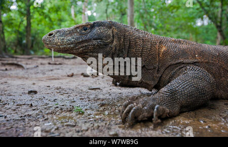 Drago di Komodo (Varanus komodoensis) con la saliva fuoriesce dalla bocca, la saliva contiene batteri virulenti che infetta le ferite. Parco Nazionale di Komodo, Isola di Komodo, Indonesia. Foto Stock