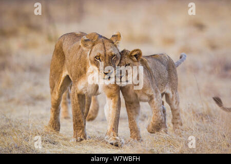 Lionness africana (Panthera leo) interagenti con cub, South Luangwa National Park, Zambia. Settembre. Foto Stock