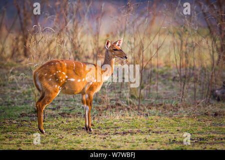 Bushbuck (Tragelaphus scriptus) femmina, South Luangwa National Park, Zambia. Settembre. Foto Stock