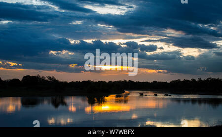 Elefante africano (Loxodonta africana) allevamento Luangwa Attraversamento fiume al tramonto, South Luangwa National Park, Zambia. Dicembre. Foto Stock