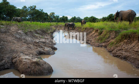 L'elefante africano (Loxodonta africana) che attraversa un fiume poco profondo, South Luangwa National Park, Zambia. Febbraio. Foto Stock