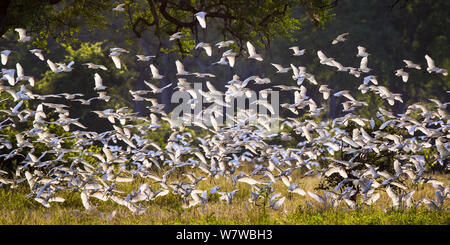 Gregge di guardabuoi (Bubulcus ibis) prendendo il largo, South Luangwa National Park, Zambia. Marzo. Foto Stock