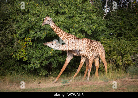 Due Thornicroft&#39;s Giraffe (Giraffa camelopardalis thornicrofti) combattimenti, South Luangwa National Park, Zambia. Aprile. Foto Stock