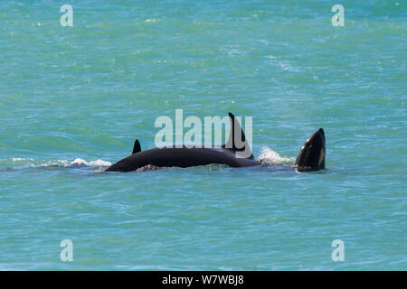 Orca (Orcinus orca) baby età dieci giorni, nuoto con sua madre e pod. Punta Norte Riserva Naturale, Penisola Valdes, Chubut Provincia, Patagonia Argentina Foto Stock