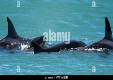 Orca (Orcinus orca) baby età dieci giorni, nuoto con sua madre e pod. Punta Norte Riserva Naturale, Penisola Valdes, Chubut Provincia, Patagonia, Argentina. Foto Stock