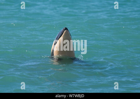 Orca (Orcinus orca) baby età dieci giorni, spy hopping. Punta Norte Riserva Naturale, Penisola Valdes, Chubut Provincia, Patagonia Argentina Foto Stock