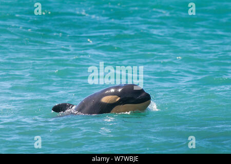 Orca (Orcinus orca) età del bambino di dieci giorni in piscina. Punta Norte Riserva Naturale, Penisola Valdes, Chubut Provincia, Patagonia Argentina Foto Stock