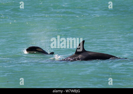 Orca (Orcinus orca) baby età dieci giorni, nuoto con sua madre. Punta Norte Riserva Naturale, Penisola Valdes, Chubut Provincia, Patagonia Argentina Foto Stock